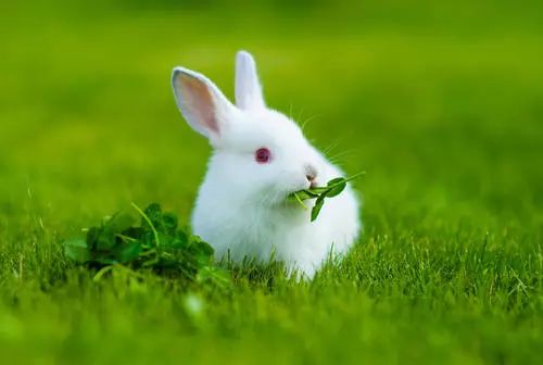 动物趣知识;胆子极小的兔子及人类不能完全驯化的猫