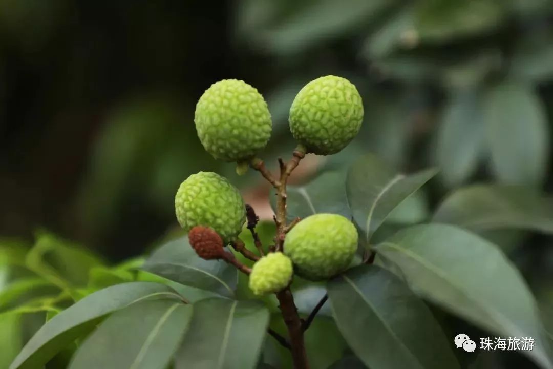 据说,这种斗门特有的荔枝品种 而御金球的选种人赵松富 由于对御金球