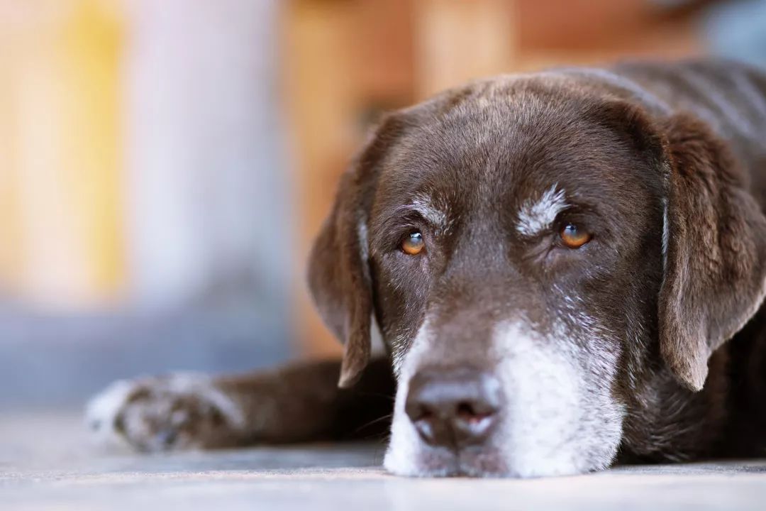 危险警报 老年犬患病初期症状 狗狗