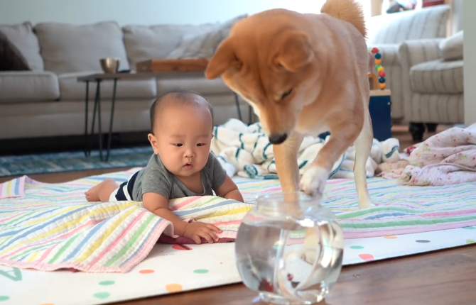 原創
            主人送柴犬一條金魚，成果卻把主人逗樂了，應該要學烏鴉喝水 寵物 第3張