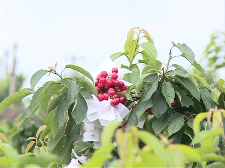 怎样挑选好的山茱萸 cc970f407b0a42dd95a51904f5842b1a.jpeg
