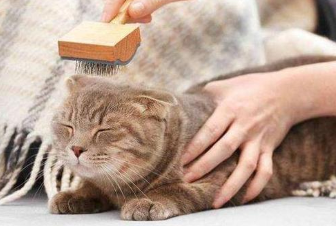 猫舔毛为什么