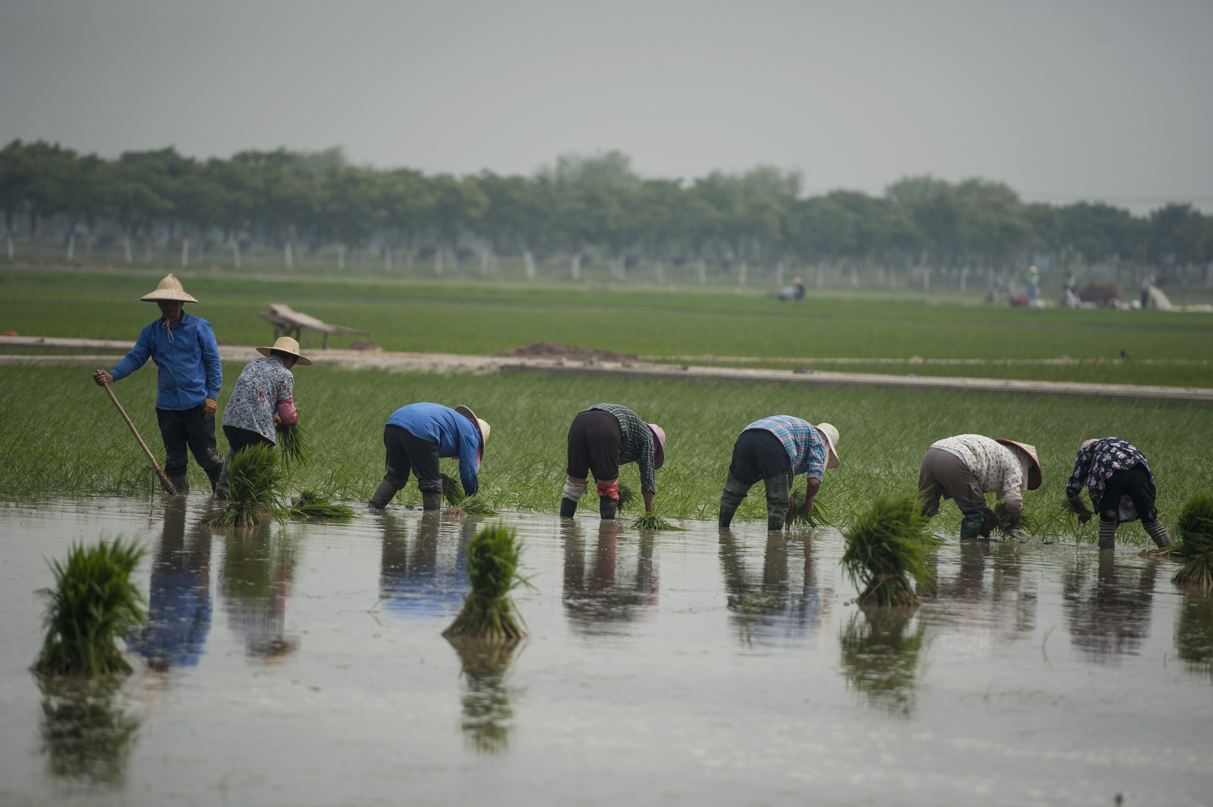 安徽合肥:夏至之前 农民忙插秧