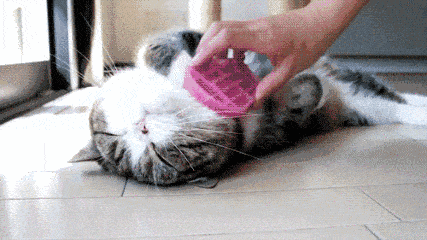 e47a80bf9c104c018faac382eeb1425a.gif