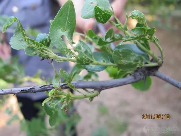 【植保】防治冬枣病虫害注意以下几种病!