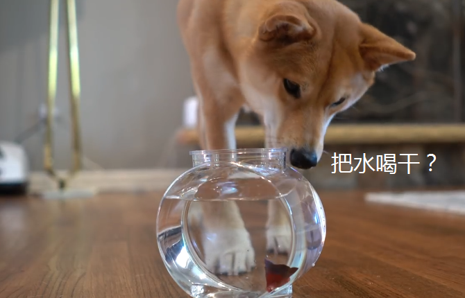 原創
            主人送柴犬一條金魚，成果卻把主人逗樂了，應該要學烏鴉喝水 寵物 第1張