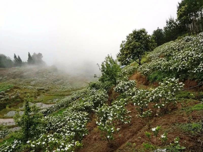 开州金峰镇漫山遍野的栀子花开了一起去追寻初夏的味道