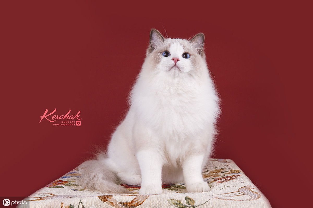 布偶猫软便怎么办