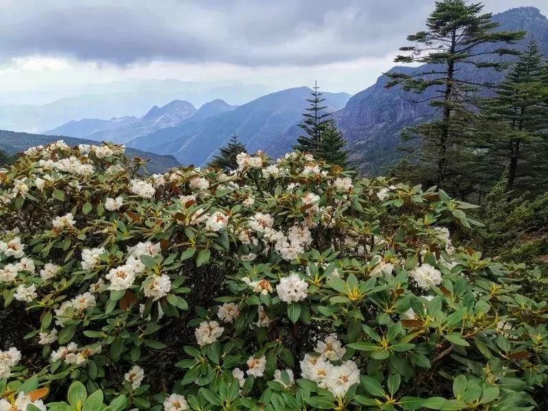 六月,来云南轿子雪山看杜鹃花海!