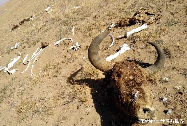 昆仑山死亡谷内为什么重兵驻扎 f11276150a2a4bc480da4d1e5fb53070.jpeg