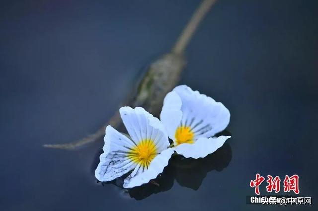 水性杨花简谱_泸沽湖水性杨花图片