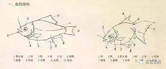 国画技法写意鱼的绘画技法