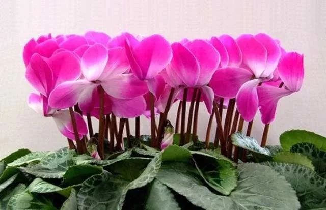 盆栽花卉购买 f3c8ad64a643466ab95331c0778f5ee4.jpeg