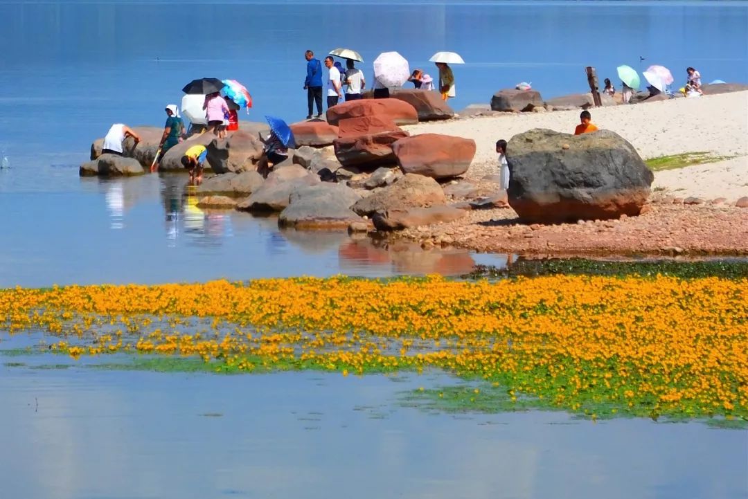 邛海盛夏一片黄