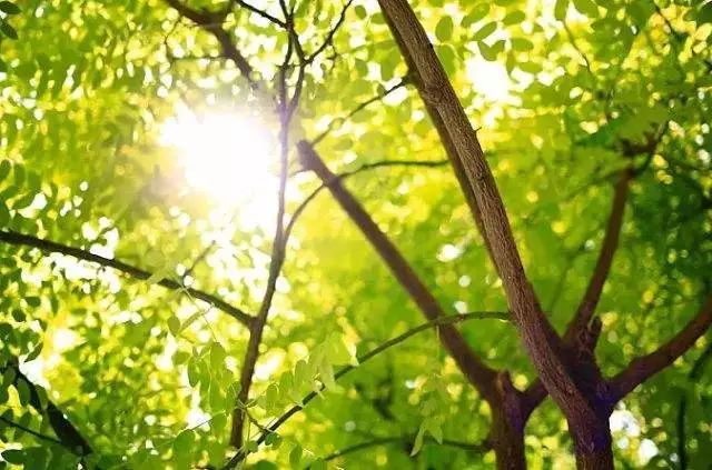 树是不是不可以乱挖 fc999679edec4b49a06cf8c1386bf4b6.jpeg