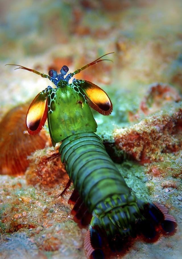 动物界的华丽杀手雀尾螳螂虾不愿与其它生物共存