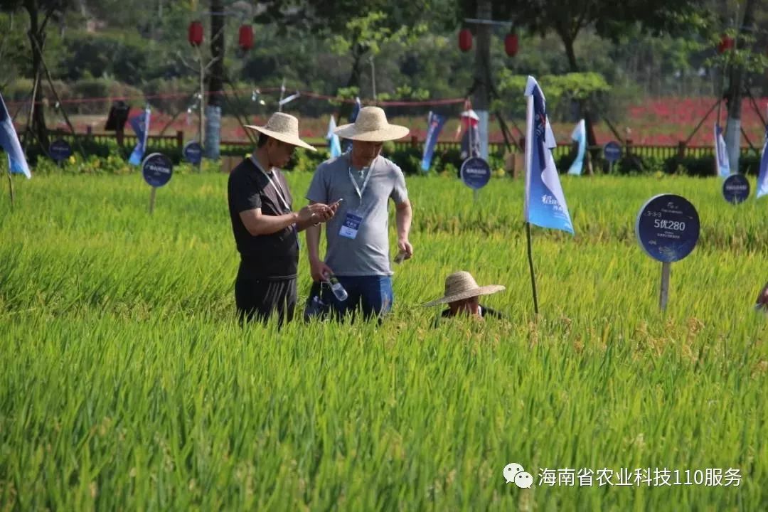 南繁科研育种基地历经63载发展向世界发出中国种业强音海南有种南繁好