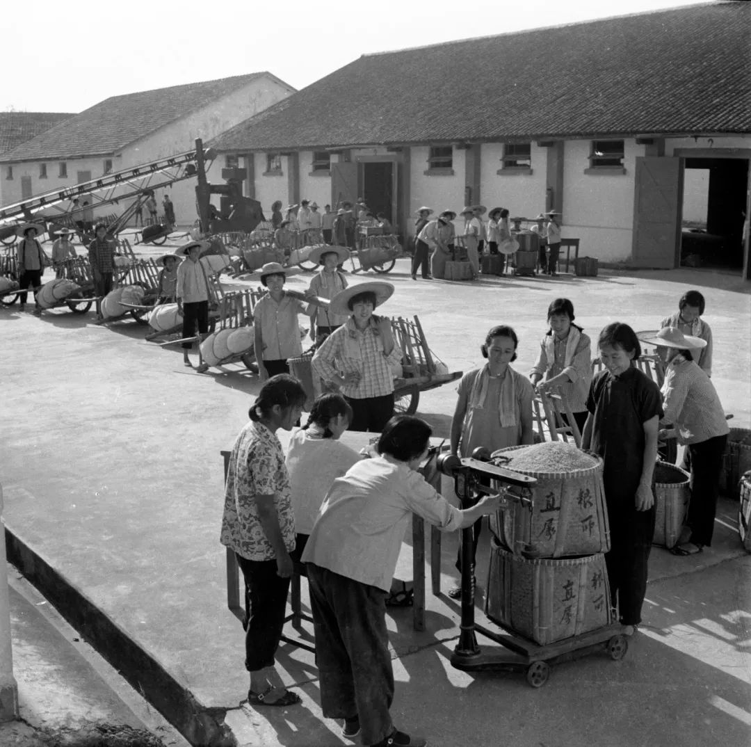 七十年代,浦江县城北大队交公粮现场