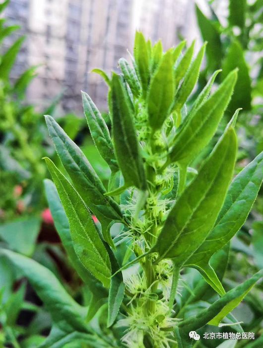 植物衰老发出的信号,你能识别出几个?