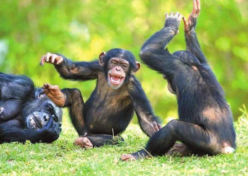 曾以为猪都很蠢,但小牛猪智商却在世界动物界