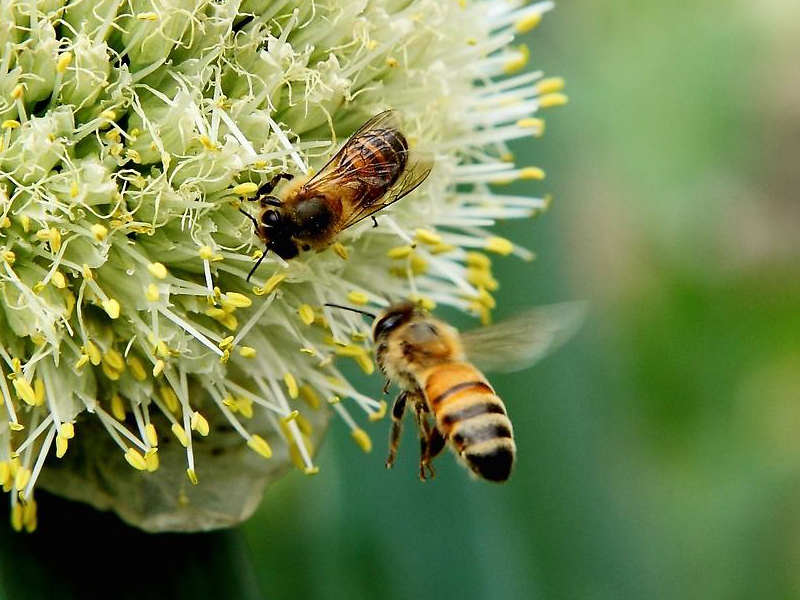 曾以为猪都很蠢,但小牛猪智商却在世界动物界
