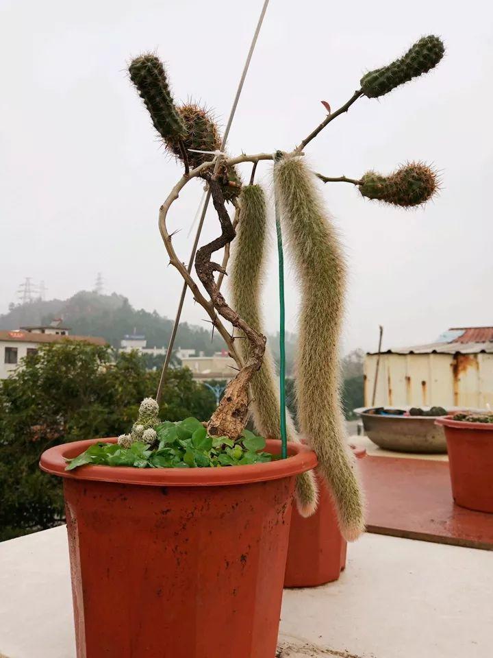 还有把猴尾巴嫁接到叶仙上,远看好像是树上长出了毛茸茸的大尾巴,嫁接