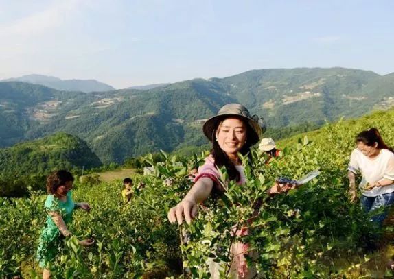 2019麻江蓝莓音乐节倒计时还有四天一大波福利来袭