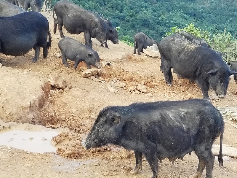 曾以为猪都很蠢,但小牛猪智商却在世界动物界