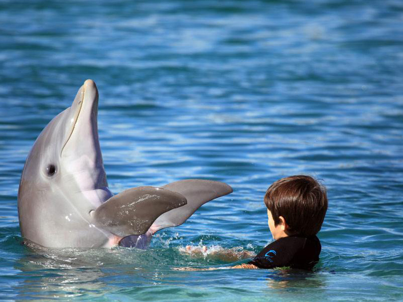 曾以为猪都很蠢,但小牛猪智商却在世界动物界