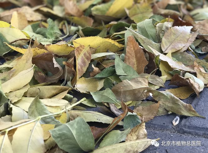 植物衰老发出的信号,你能识别出几个?