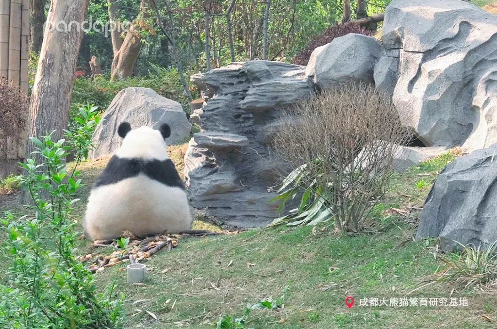 师父快瞧,熊猫背背怪出现啦!