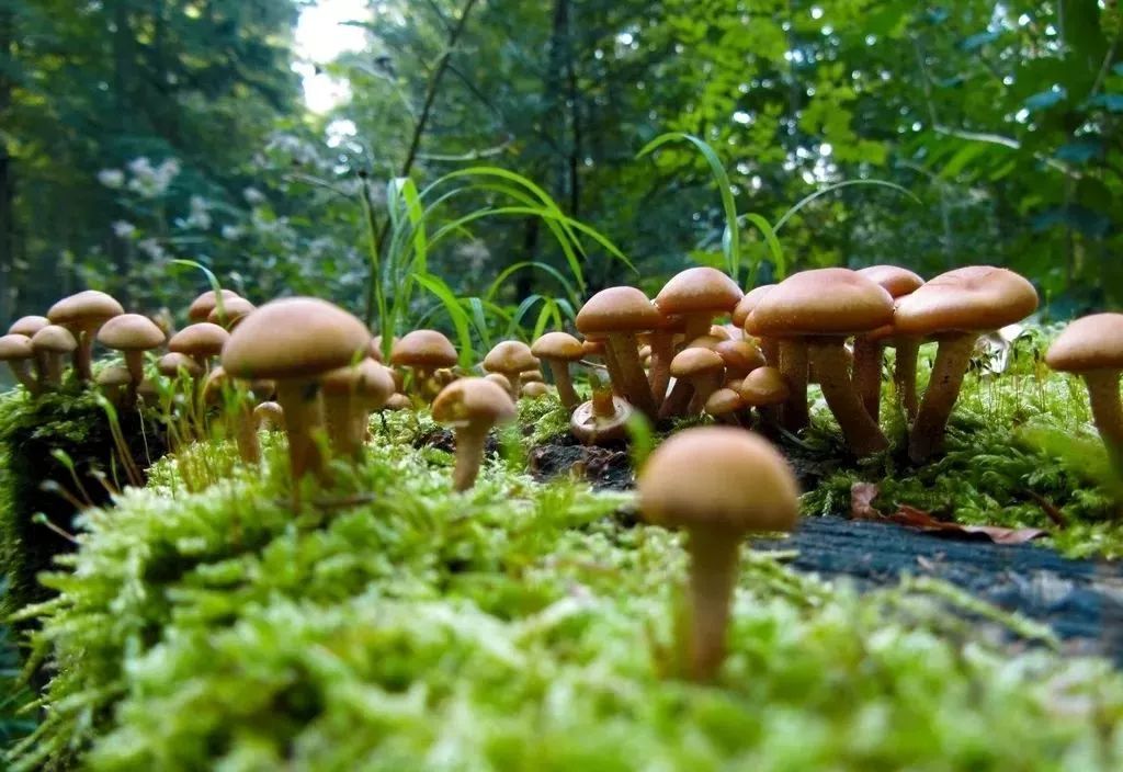 有没有毒跟环境干净与否有关 无毒蘑菇大多生长在清洁的草地或树上,有