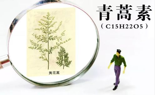 屠呦呦认为,要想破解"青蒿素抗药性"难题,就必须搞清楚青蒿素的作用