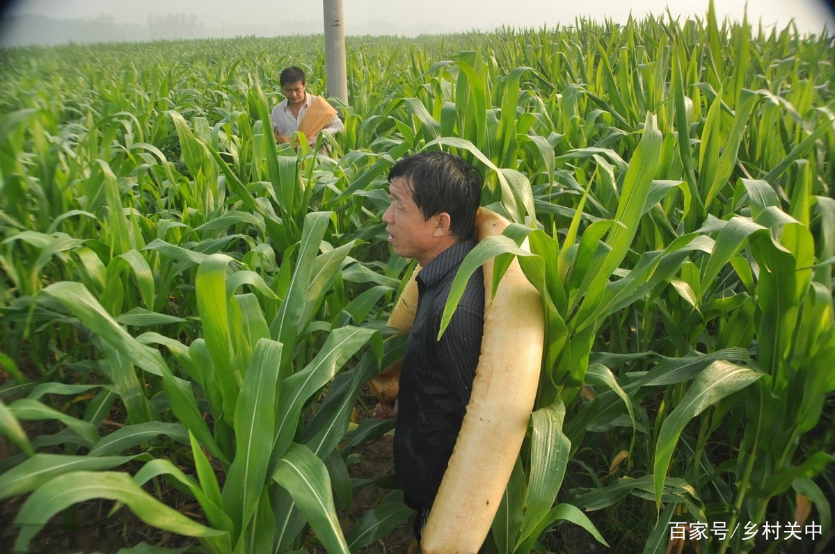 张掖市科学技术局-甘州区举行玉米制种机械化去雄作业现场演示会