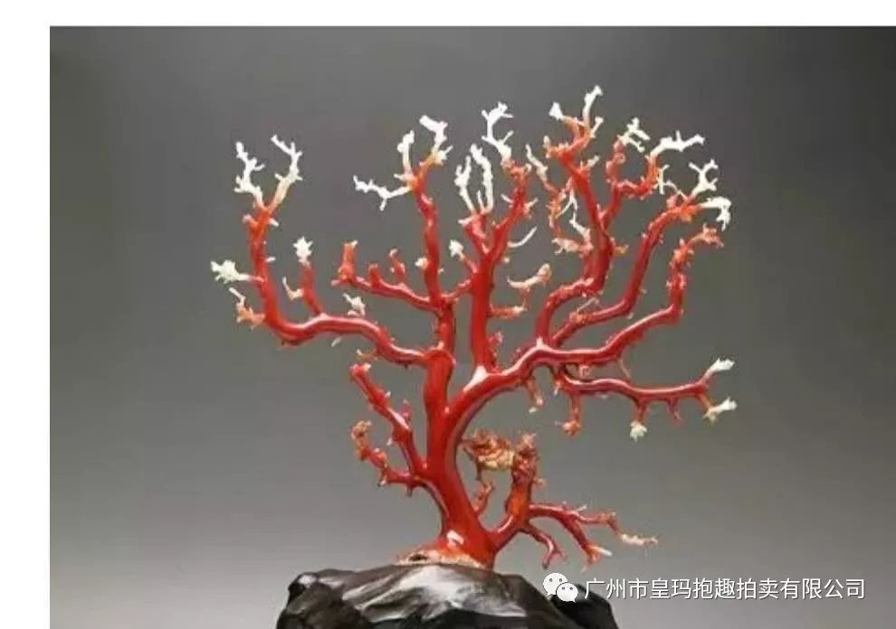红珊瑚树(参考图)