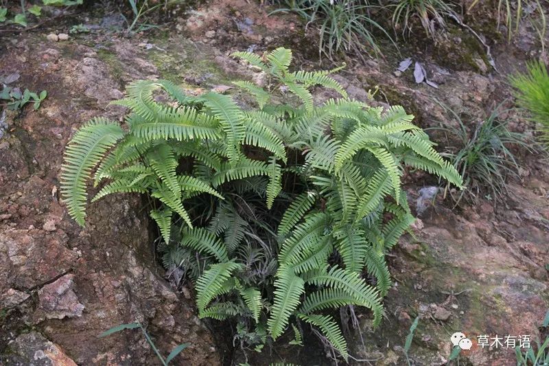 诸暨草塔沉香湖草木游记