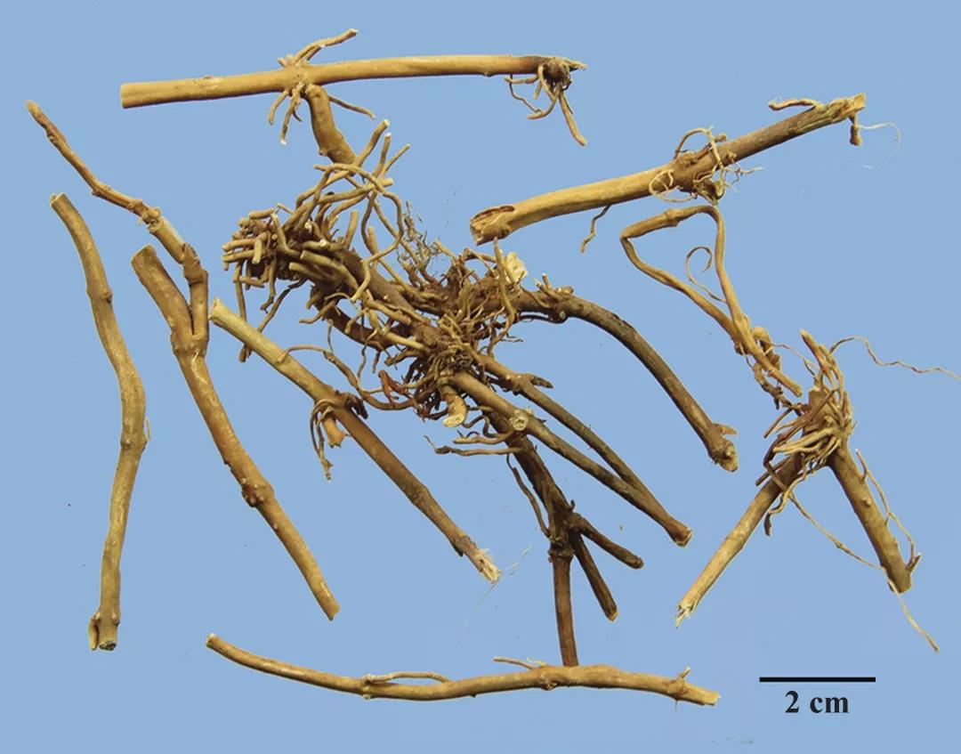 根及根茎类中药鉴别歌诀3