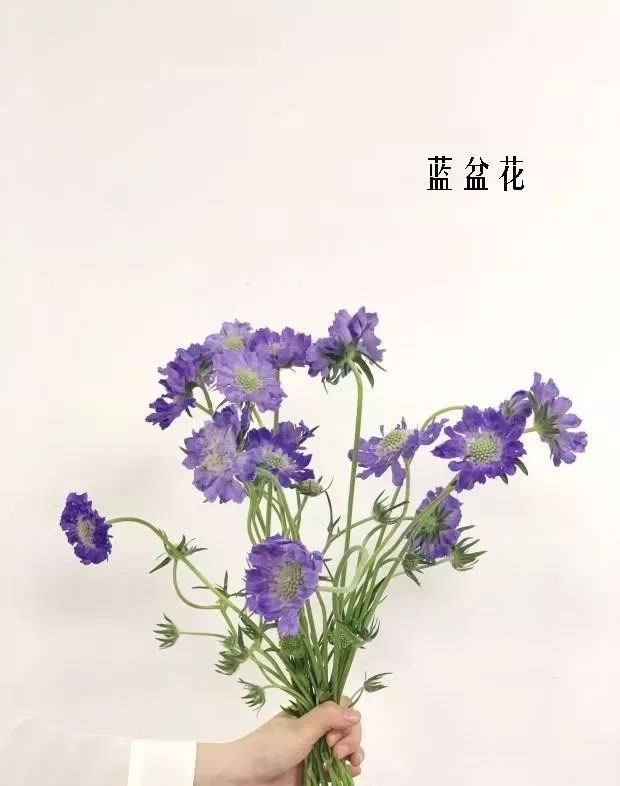 精选百种花店常见花材,你能叫出它们的名字吗?