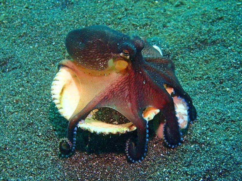 曾以为猪都很蠢,但小牛猪智商却在世界动物界