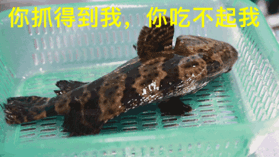 什么是龙胆鱼 6fc5798f0dbe4440be90609b18d076b5.gif