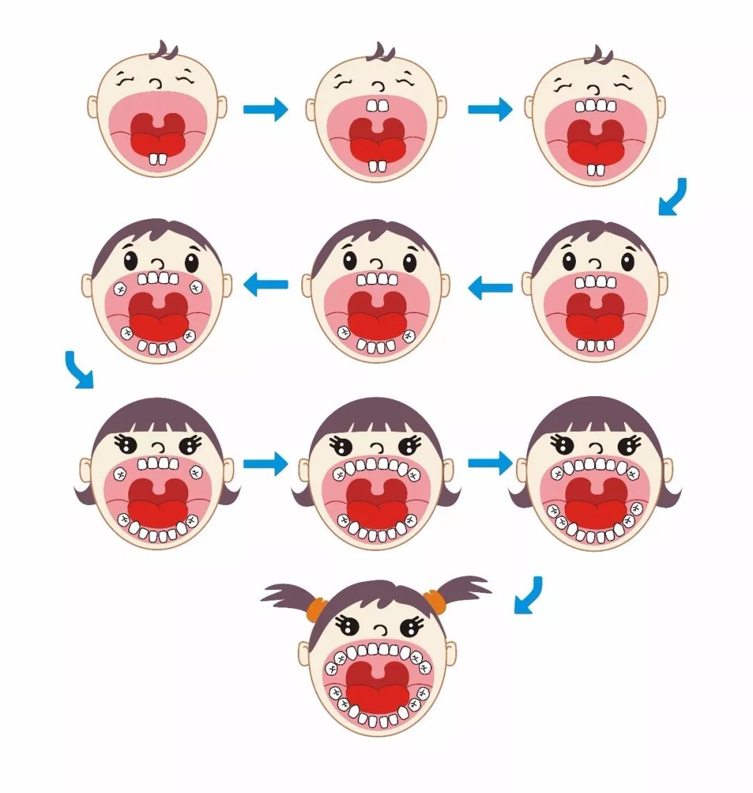 专业解读|母婴健康素养第二十八条--乳牙萌出顺序