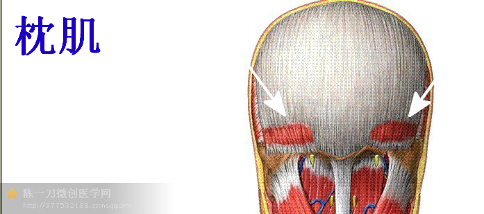 枕肌——枕肌通过帽状腱膜直接与额肌相连.肌连接:上方,至帽状腱膜.