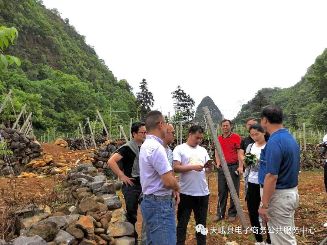 今年天峨县六排镇令当村与广西农科院合作培育种植贝贝南瓜50亩,产量