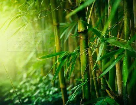 描写竹的名句