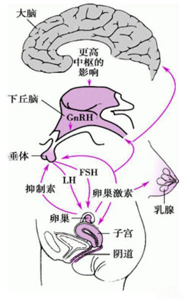 排卵期没有强阳怎么办