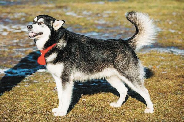 阿拉斯加犬