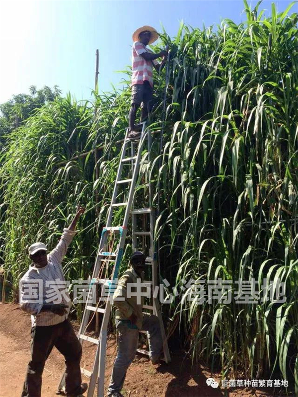 原创种植巨菌草好吗?关于加快推进菌草新兴产业发展的必要性