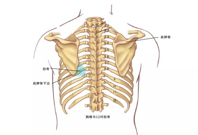 所以,胸椎的形态发生变化,就会改变肋骨,从而改变肩胛骨的变化.