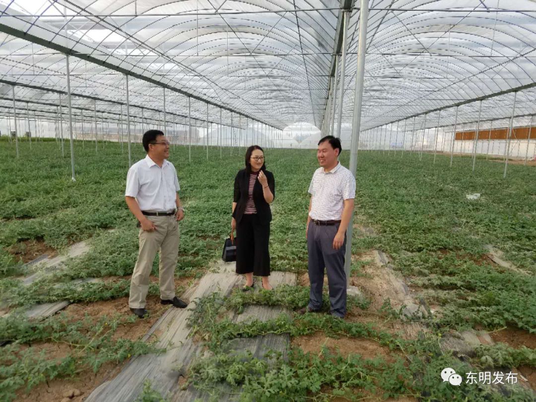 县科技局邀请山农大史庆华教授到黄河滩区省级农业科技园开展技术指导