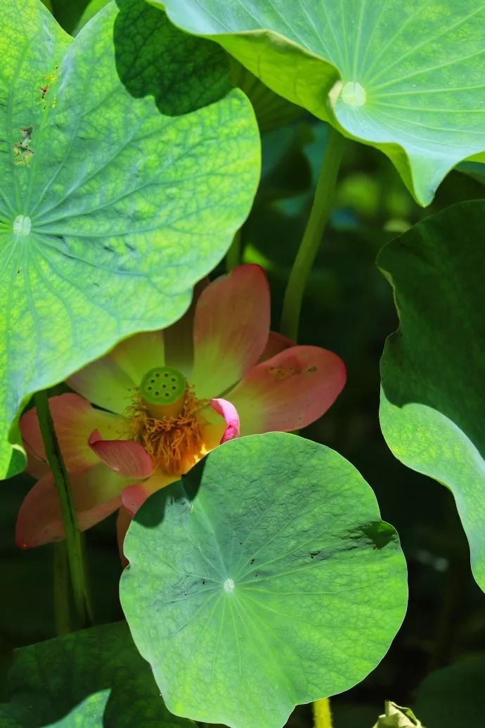 绿叶绽放40章 a16695749ea547d4baa98fa888b36a16.jpeg